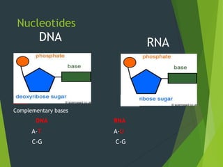 Nucleotides
Complementary bases
DNA RNA
A-T A-U
C-G C-G
DNA RNA
 