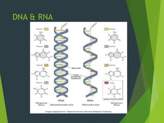 DNA & RNA
 