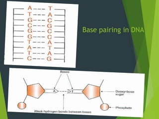 Base pairing in DNA
 