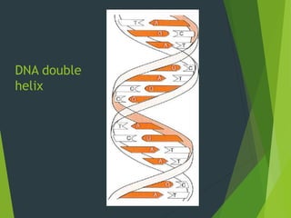 DNA double
helix
 