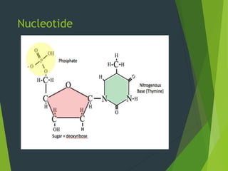 Nucleotide
 
