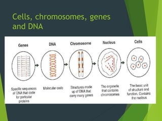 Cells, chromosomes, genes
and DNA
 