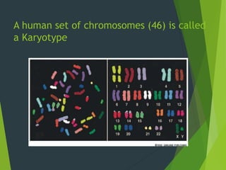 A human set of chromosomes (46) is called
a Karyotype
 