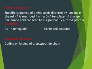 Primary Structure
Specific sequence of amino acids directed by codons on
the mRNA transcribed from a DNA template . A change in
one amino acid can lead to a significantly altered protein
(mutation)
i.e. Haemoglobin sickle cell anaemia
Secondary Structure
Coiling or folding of a polypeptide chain
 