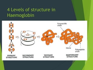 4 Levels of structure in
Haemoglobin
 