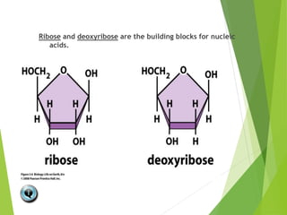 Ribose and deoxyribose are the building blocks for nucleic
acids.
 