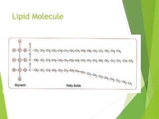 Lipid Molecule
 