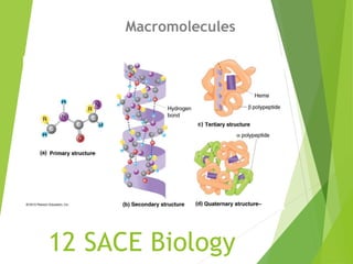 12 SACE Biology
Macromolecules
 