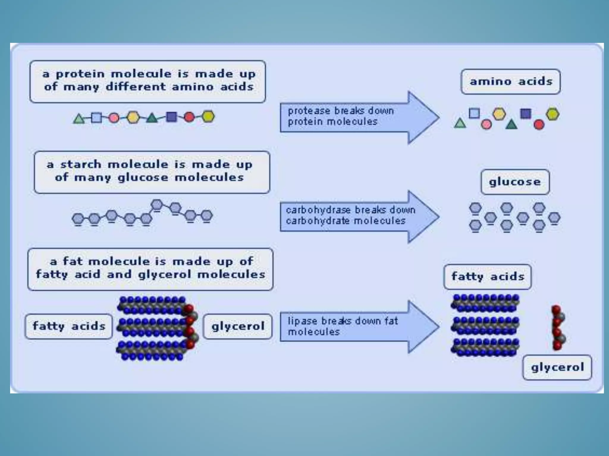 Macromolecule Notes