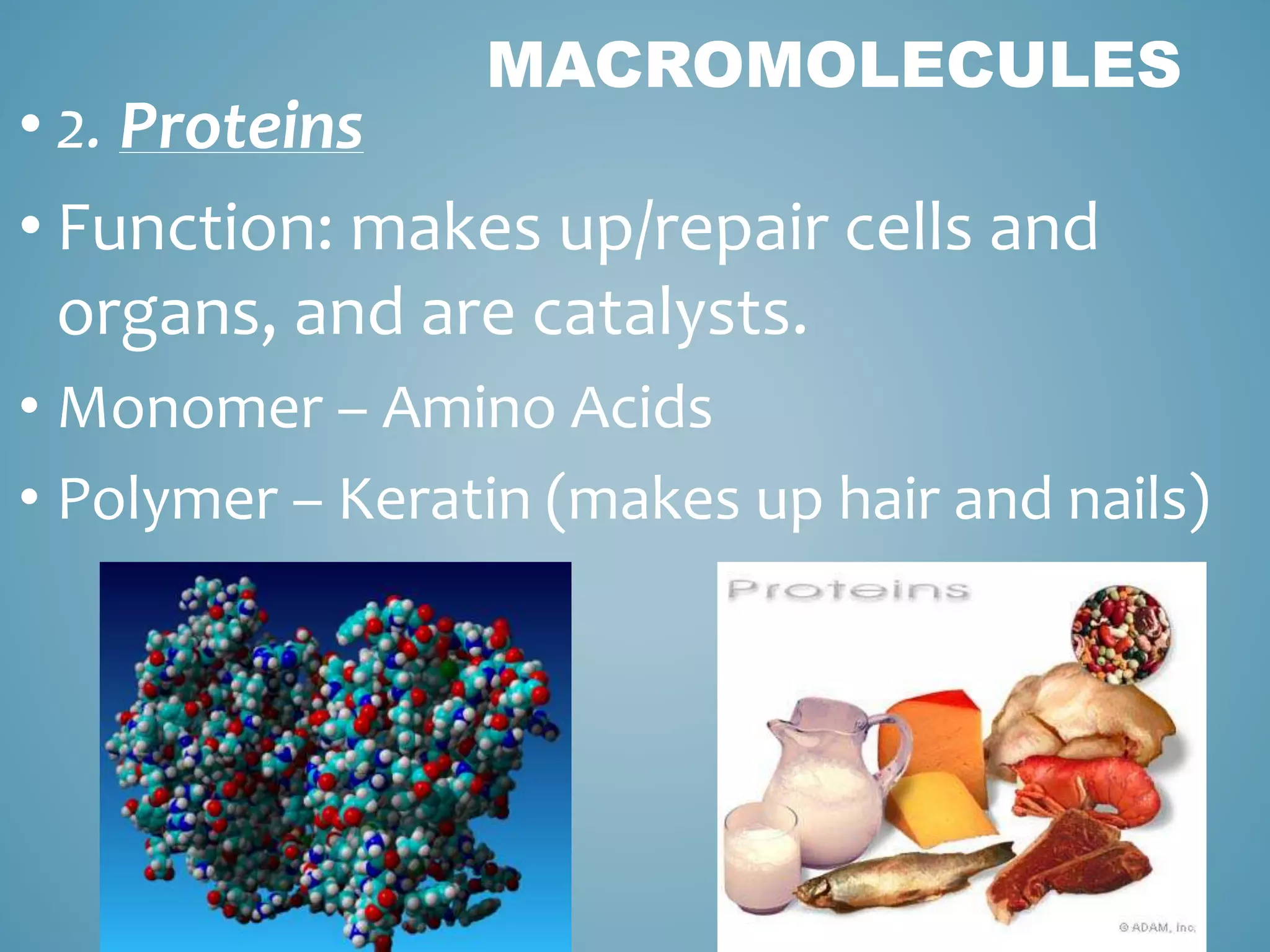 MACROMOLECULES
• 2. Proteins
• Function: makes up/repair cells and
organs, and are catalysts.
• Monomer – Amino Acids
• Polymer – Keratin (makes up hair and nails)