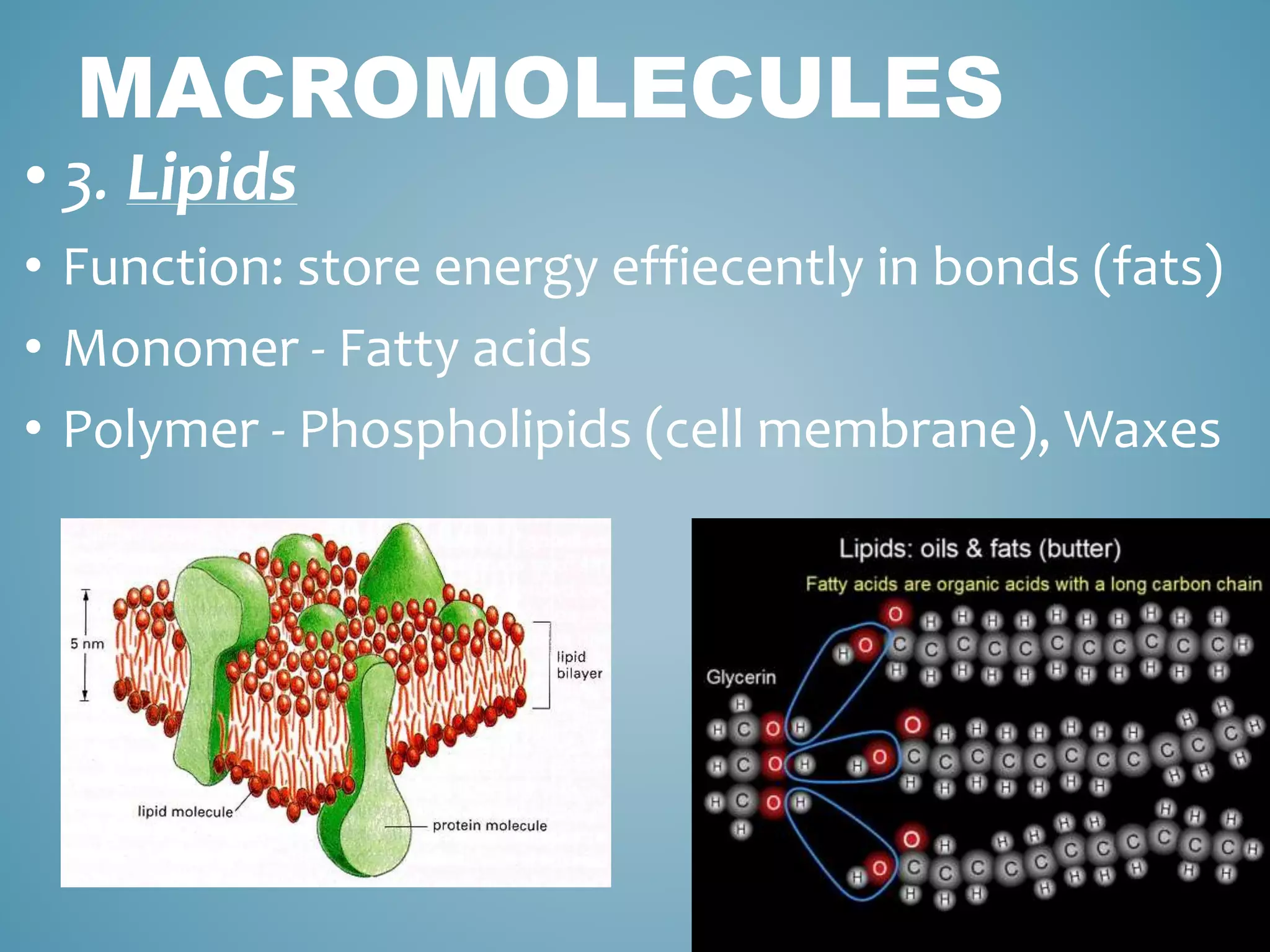 MACROMOLECULES
• 3. Lipids
• Function: store energy effiecently in bonds (fats)
• Monomer - Fatty acids
• Polymer - Phospholipids (cell membrane), Waxes