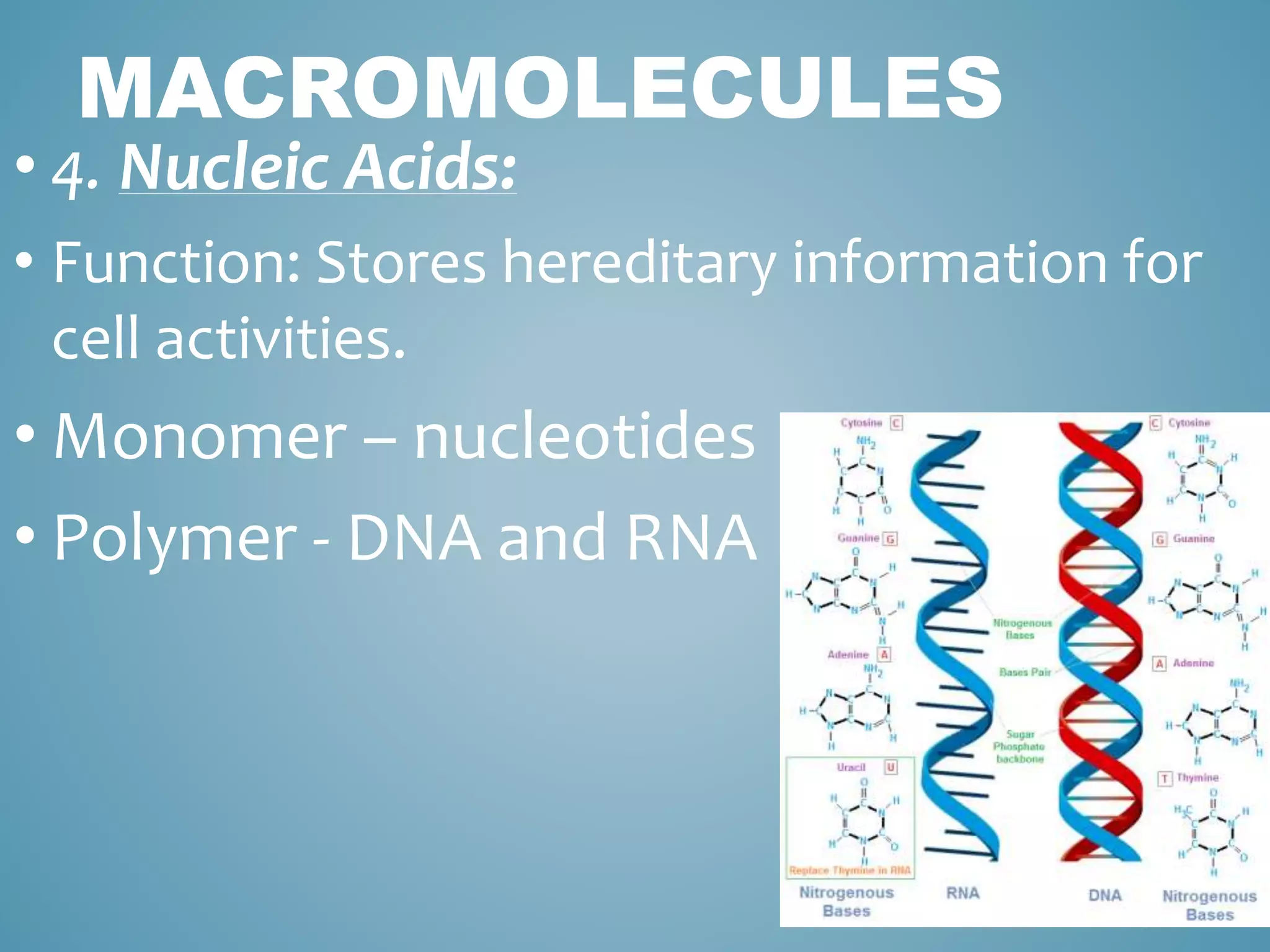MACROMOLECULES
• 4. Nucleic Acids:
• Function: Stores hereditary information for
cell activities.
• Monomer – nucleotides
• Polymer - DNA and RNA