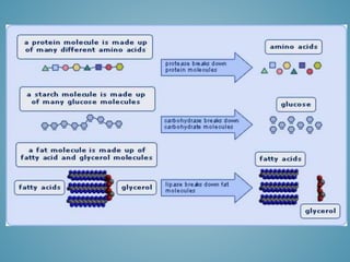 Macromolecule Notes
