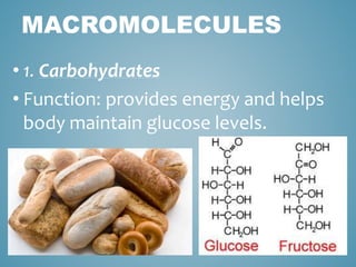 MACROMOLECULES
• 1. Carbohydrates
• Function: provides energy and helps
body maintain glucose levels.
 