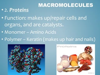 MACROMOLECULES
• 2. Proteins
• Function: makes up/repair cells and
organs, and are catalysts.
• Monomer – Amino Acids
• Polymer – Keratin (makes up hair and nails)
 