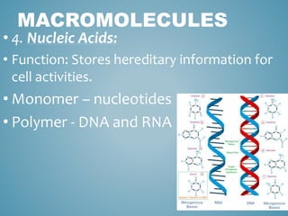 MACROMOLECULES
• 4. Nucleic Acids:
• Function: Stores hereditary information for
cell activities.
• Monomer – nucleotides
• Polymer - DNA and RNA
 