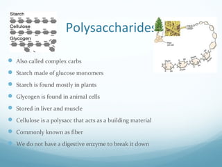 Polysaccharides
 Also called complex carbs
 Starch made of glucose monomers
 Starch is found mostly in plants
 Glycogen is found in animal cells
 Stored in liver and muscle
 Cellulose is a polysacc that acts as a building material
 Commonly known as fiber
 We do not have a digestive enzyme to break it down
 