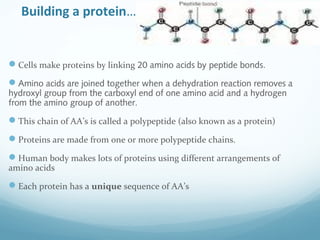 Building a protein….
Cells make proteins by linking 20 amino acids by peptide bonds.
Amino acids are joined together when a dehydration reaction removes a
hydroxyl group from the carboxyl end of one amino acid and a hydrogen
from the amino group of another.
This chain of AA’s is called a polypeptide (also known as a protein)
Proteins are made from one or more polypeptide chains.
Human body makes lots of proteins using different arrangements of
amino acids
Each protein has a unique sequence of AA’s
 