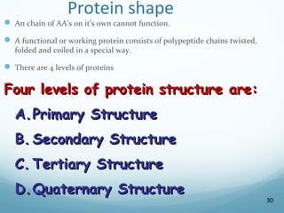 Protein shape
 An chain of AA’s on it’s own cannot function.
 A functional or working protein consists of polypeptide chains twisted,
folded and coiled in a special way.
 There are 4 levels of proteins
Four levels of protein structure are:
Four levels of protein structure are:
A.
A.Primary Structure
Primary Structure
B.
B. Secondary Structure
Secondary Structure
C.
C. Tertiary Structure
Tertiary Structure
D.
D.Quaternary Structure
Quaternary Structure
30
 