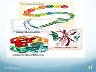 copyright cmassengale
31
 