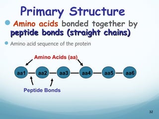 Primary Structure
Amino acids bonded together by
peptide bonds (straight chains)
peptide bonds (straight chains)
Amino acid sequence of the protein
32
aa1 aa2 aa3 aa4 aa5 aa6
Peptide Bonds
Amino Acids (aa)
 