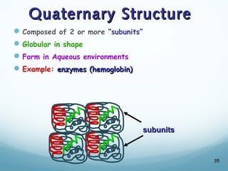 Quaternary Structure
Quaternary Structure
Composed of 2 or more “subunits”
Globular in shape
Form in Aqueous environments
Example: enzymes (hemoglobin)
enzymes (hemoglobin)
35
subunits
subunits
 