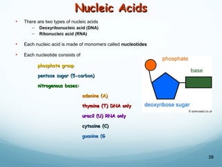 Nucleic Acids
Nucleic Acids
• There are two types of nucleic acids
– Deoxyribonucleic acid (DNA)
– Ribonucleic acid (RNA)
• Each nucleic acid is made of monomers called nucleotides
• Each nucleotide consists of
phosphate group
phosphate group
pentose sugar (5-carbon)
pentose sugar (5-carbon)
nitrogenous bases:
nitrogenous bases:
adenine (A)
adenine (A)
thymine (T) DNA only
thymine (T) DNA only
uracil (U) RNA only
uracil (U) RNA only
cytosine (C)
cytosine (C)
guanine (G
guanine (G
38
 