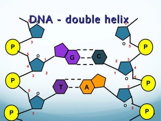 DNA - double helix
DNA - double helix
39
P
P
P
O
O
O
1
2
3
4
5
5
3
3
5
P
P
P
O
O
O
1
2 3
4
5
5
3
5
3
G C
T A
 