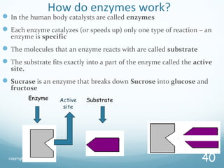 How do enzymes work?
In the human body catalysts are called enzymes
Each enzyme catalyzes (or speeds up) only one type of reaction – an
enzyme is specific
The molecules that an enzyme reacts with are called substrate
The substrate fits exactly into a part of the enzyme called the active
site.
Sucrase is an enzyme that breaks down Sucrose into glucose and
fructose
copyright cmassengale
40
Substrate
Enzyme Active
site
 