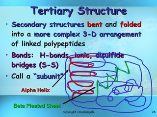 Tertiary Structure Secondary structures   bent  and  folded  into a  more complex 3-D arrangement  of linked polypeptides Bonds:  H-bonds, ionic, disulfide bridges (S-S) Call a  “subunit”. copyright cmassengale Alpha Helix Beta Pleated Sheet 