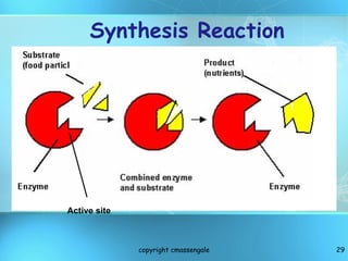 Synthesis Reaction copyright cmassengale Active site 