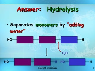 Answer:  Hydrolysis Separates  monomers  by  “adding water” copyright cmassengale HO HO H H HO H H 2 O 