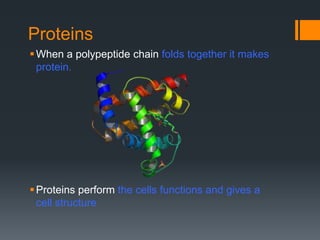 Proteins
 When a polypeptide chain folds together it makes
  protein.




 Proteins perform the cells functions and gives a
  cell structure
 