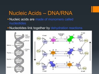 Nucleic Acids – DNA/RNA
 Nucleic acids are made of monomers called
  nucleotides
 Nucleotides link together by dehydration reactions
 