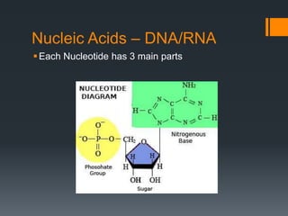 Nucleic Acids – DNA/RNA
 Each Nucleotide has 3 main parts
 