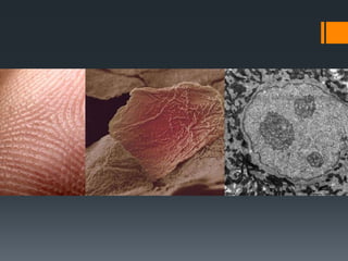 Macromolecules slides