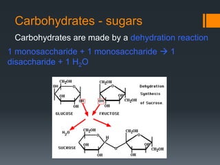 Carbohydrates - sugars
 Carbohydrates are made by a dehydration reaction
1 monosaccharide + 1 monosaccharide  1
disaccharide + 1 H2O
 