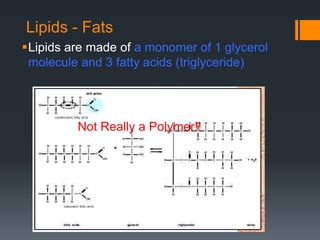 Lipids - Fats
Lipids are made of a monomer of 1 glycerol
 molecule and 3 fatty acids (triglyceride)




         Not Really a Polymer!!




                                           
 