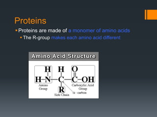 Proteins
 Proteins are made of a monomer of amino acids
  The R-group makes each amino acid different
 