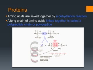Proteins
 Amino acids are linked together by a dehydration reaction
 A long chain of amino acids linked together is called a
  polypeptide chain or polypeptide




                                              
 