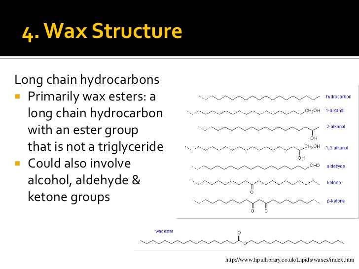 Macro mols lipids lesson