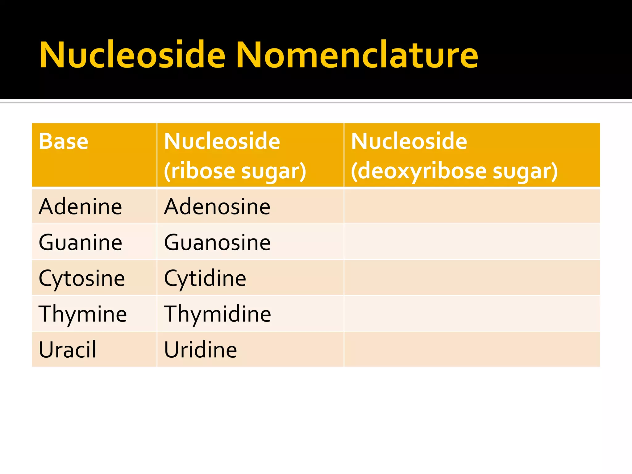 Nucleoside Nomenclature

Base       Nucleoside       Nucleoside
           (ribose sugar)   (deoxyribose sugar)
Adenine    Adenosine
Guanine    Guanosine
Cytosine   Cytidine
Thymine    Thymidine
Uracil     Uridine
 