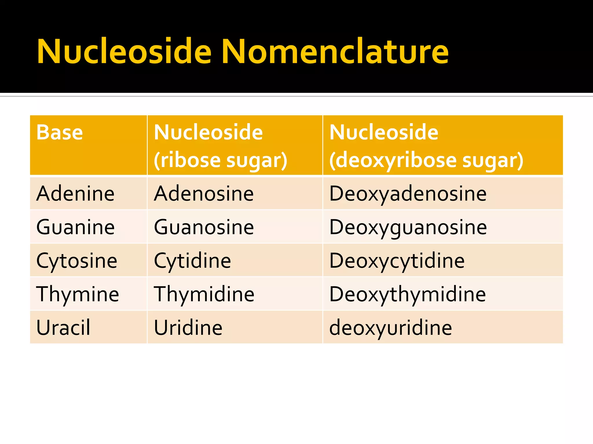 Nucleoside Nomenclature

Base       Nucleoside       Nucleoside
           (ribose sugar)   (deoxyribose sugar)
Adenine    Adenosine        Deoxyadenosine
Guanine    Guanosine        Deoxyguanosine
Cytosine   Cytidine         Deoxycytidine
Thymine    Thymidine        Deoxythymidine
Uracil     Uridine          deoxyuridine
 