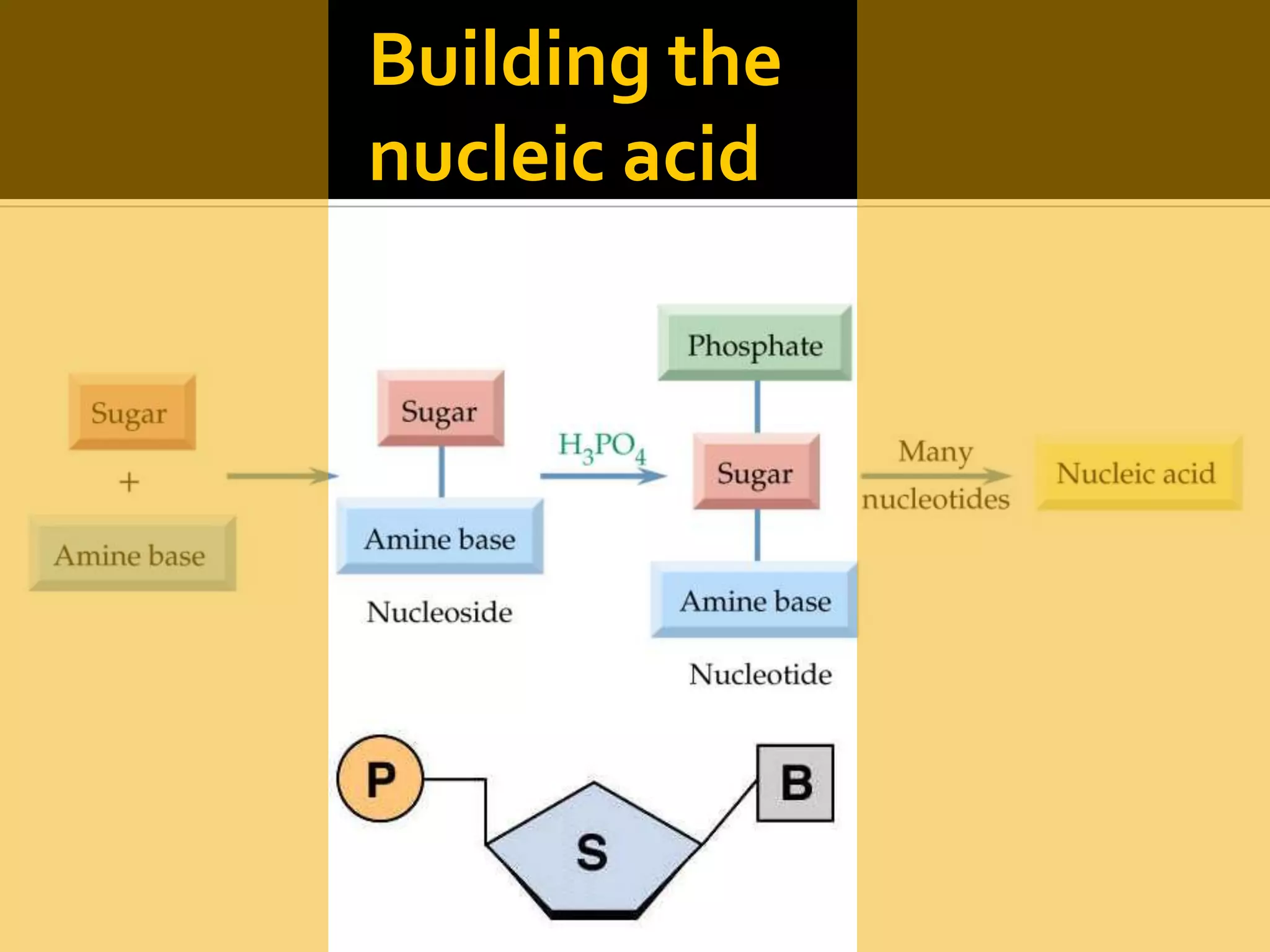 Building the
nucleic acid
 
