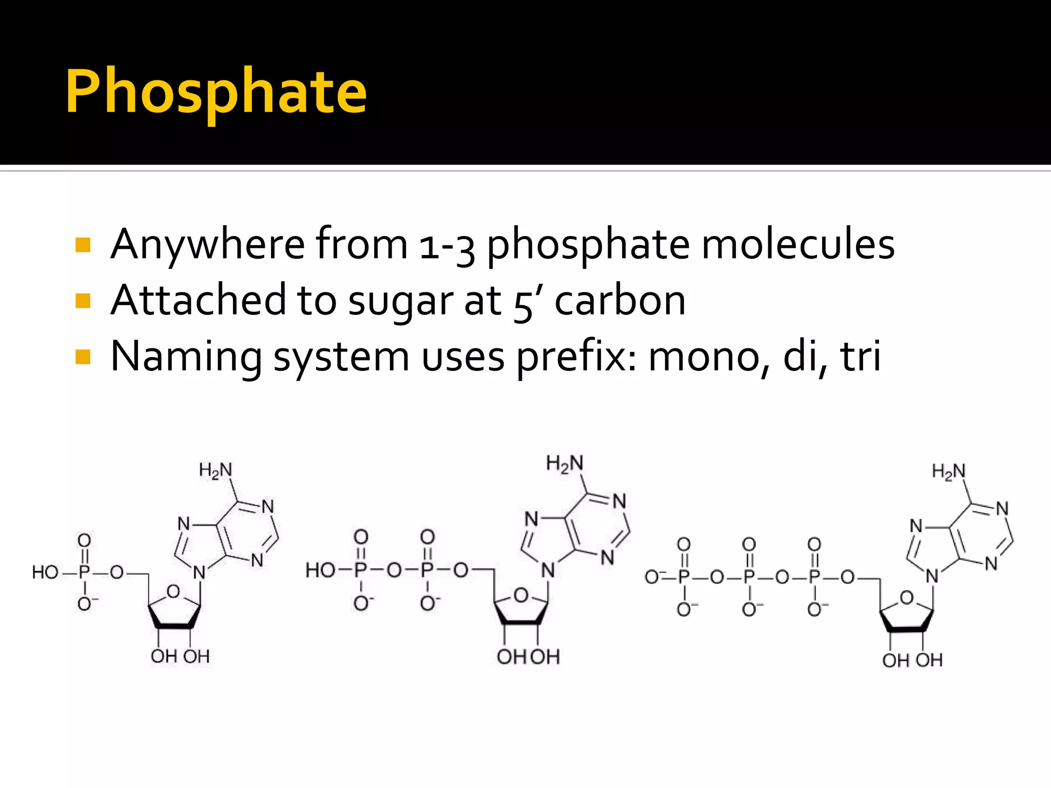 Phosphate

   Anywhere from 1-3 phosphate molecules
   Attached to sugar at 5’ carbon
   Naming system uses prefix: mono, di, tri
 