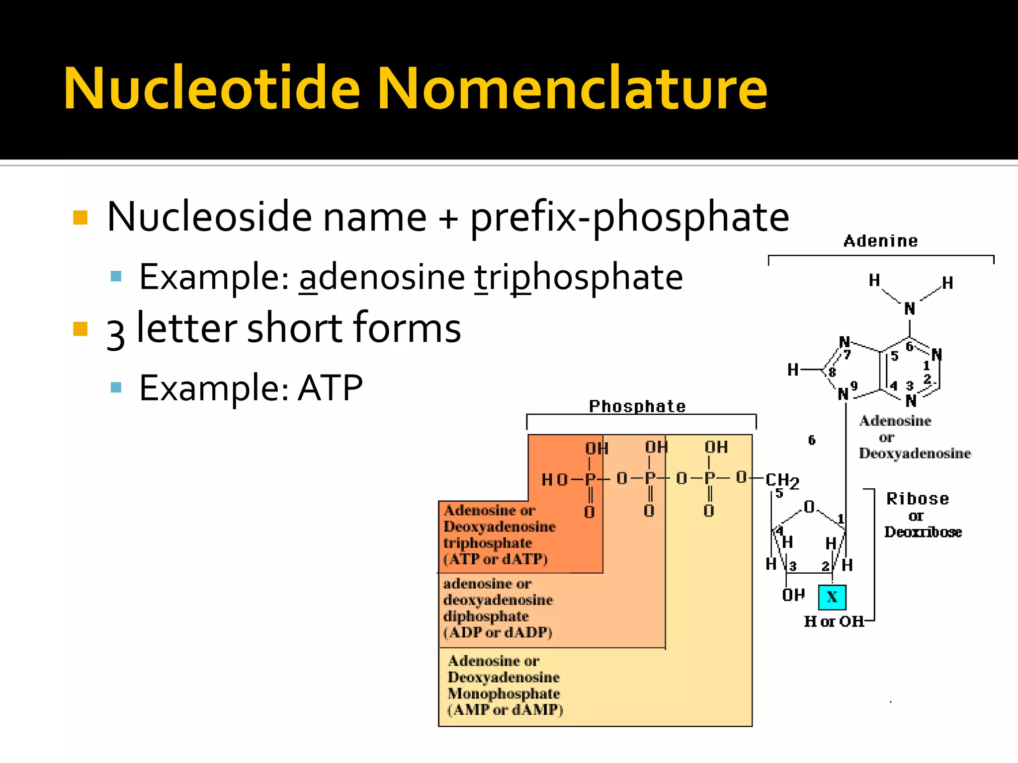 Nucleotide Nomenclature
   Nucleoside name + prefix-phosphate
     Example: adenosine triphosphate
   3 letter short forms
     Example: ATP
 