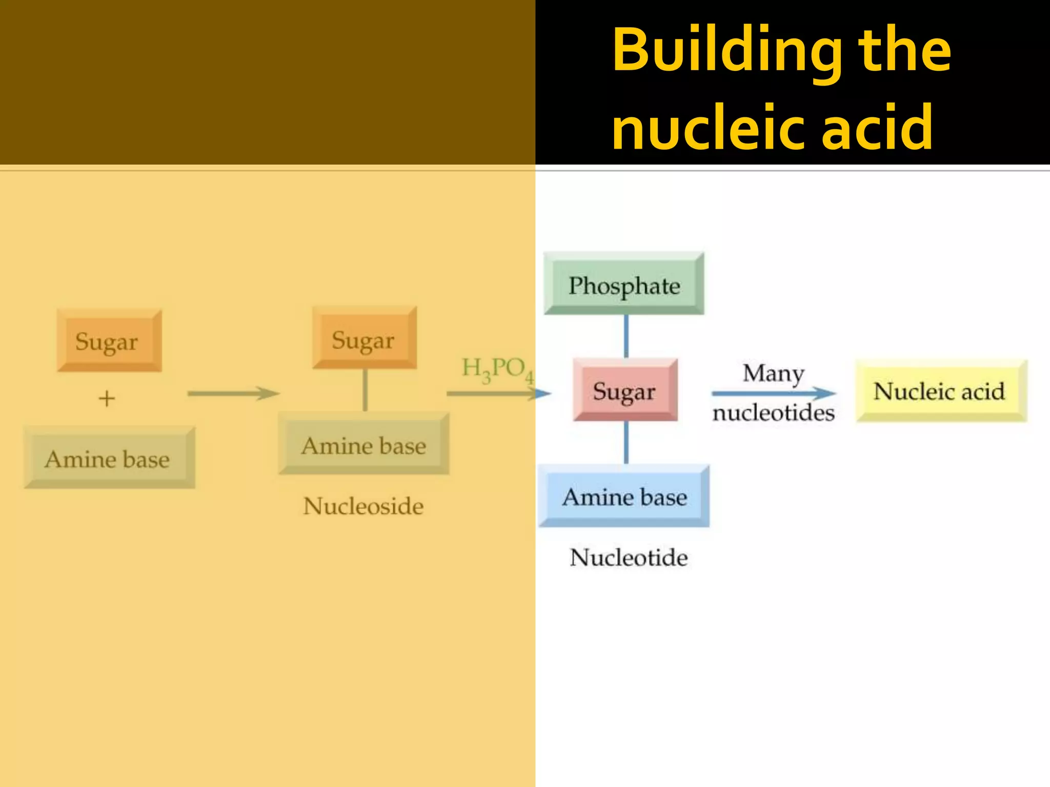 Building the
nucleic acid
 