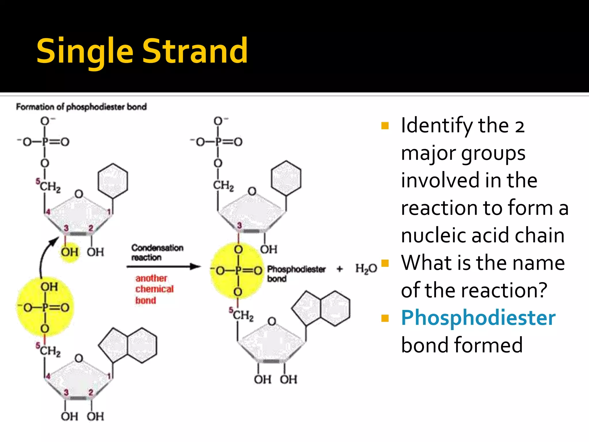 Single Strand
                 Identify the 2
                  major groups
                  involved in the
                  reaction to form a
                  nucleic acid chain
                 What is the name
                  of the reaction?
                 Phosphodiester
                  bond formed
 