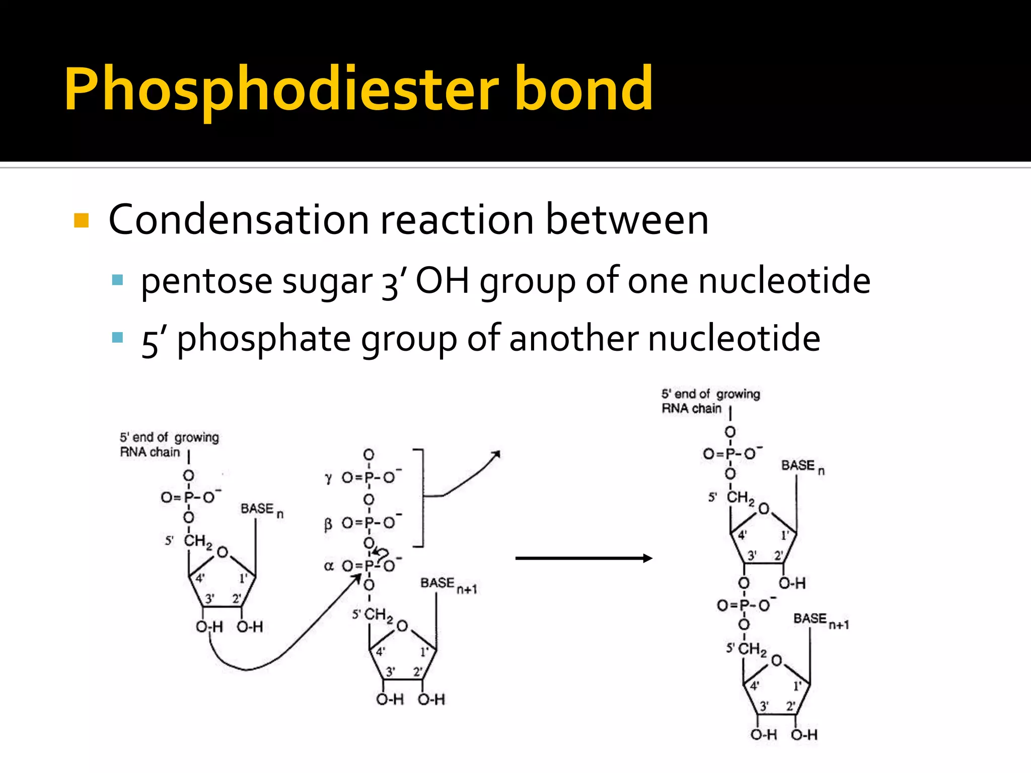 Phosphodiester bond
   Condensation reaction between
     pentose sugar 3’ OH group of one nucleotide
     5’ phosphate group of another nucleotide
 