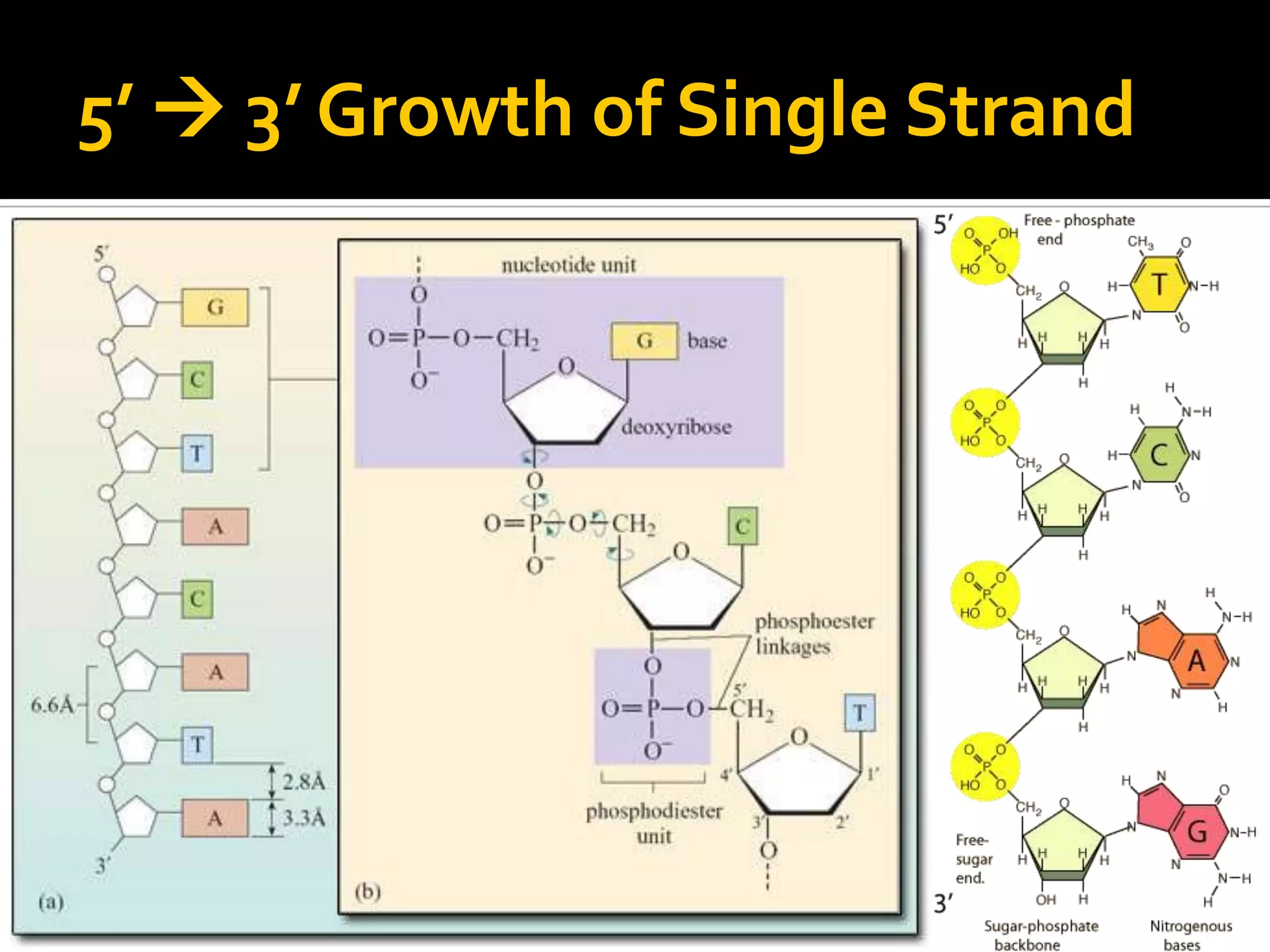 5’  3’ Growth of Single Strand
 